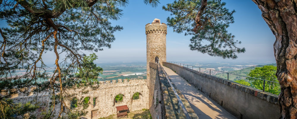 350 Jahr alt ist die Sagenkiefer auf Schloss Auerbach