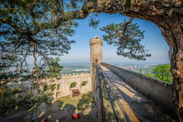 350 Jahr alt ist die Sagenkiefer auf Schloss Auerbach