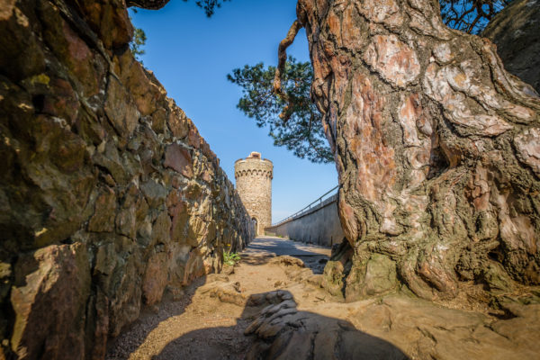 Blick an der sagenkiefer vorbei